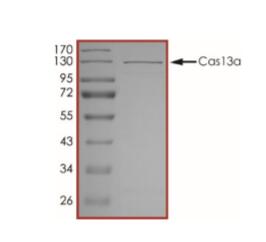 The purity of Cas13a (LwC2c2) was determined to be ~90% by densitometry. approx. MW 130 kDa.